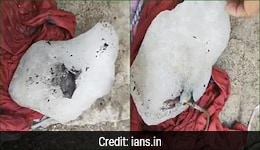 Frozen Rat Embedded In Ice Supplied To Hotels, Vendors In Pune Shocker Frozen Rat Embedded In Ice Supplied To Hotels, Vendors In Pune Shocker