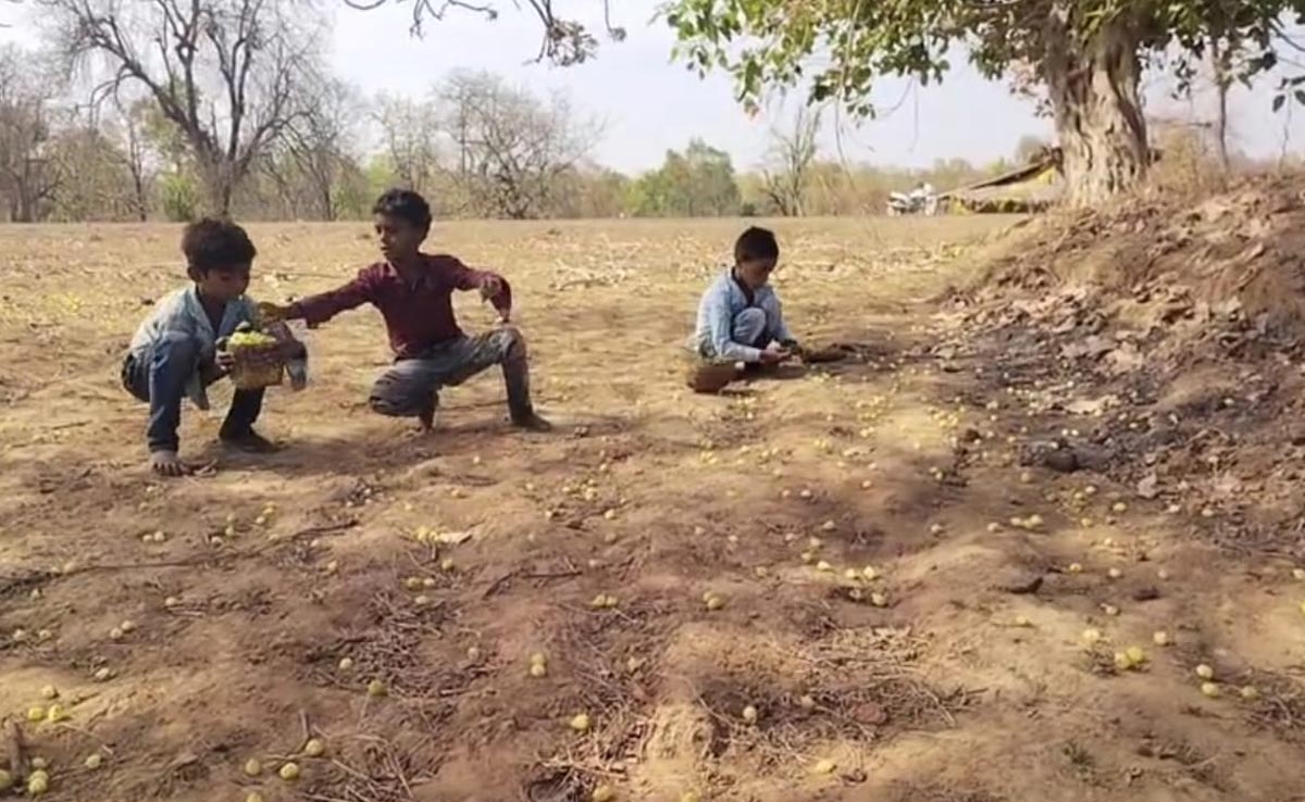 Chhattisgarh: इन दिनों महुए की हो रही बरसात, ग्रामीणों के लिए कमाई&nbsp;का&nbsp;अच्छा&nbsp;स्रोत बन रही यह वनोपज