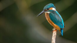 10-Year Long Study Reveals New "Tree Of Life" For All Birds Living Today