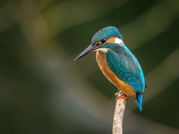 10-Year Long Study Reveals New "Tree Of Life" For All Birds Living Today