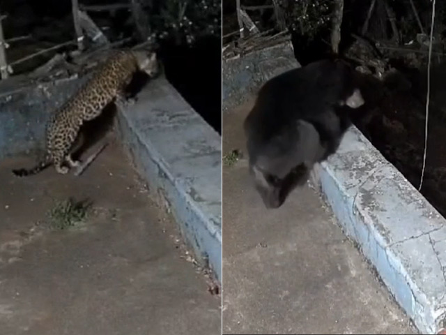 Watch: Leopard And Bear Spotted Roaming In Ooty Residential Area