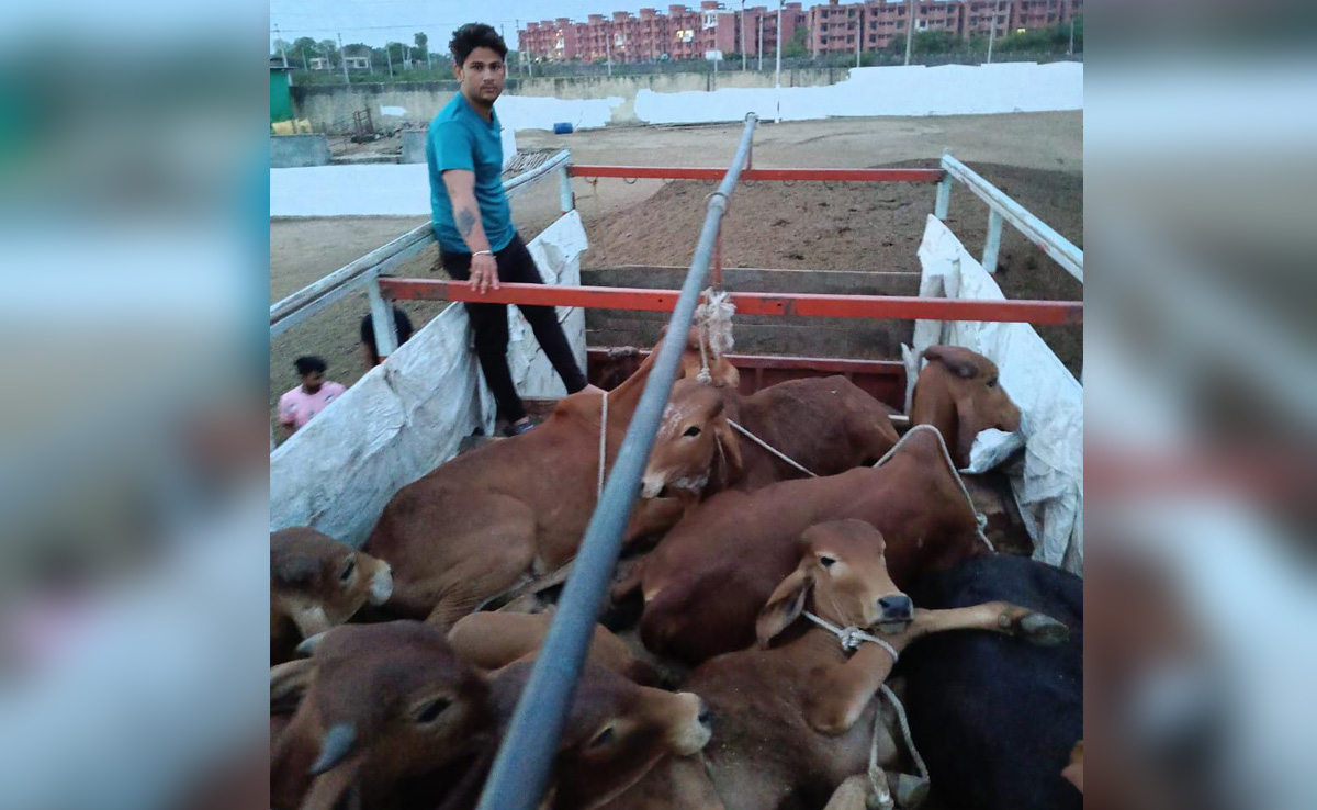 Cow Smuggling In Rajasthan: राजस्थान में गौ तस्करों को ग्रामीणों ने घेरा, अंधेरे का फायदा उठाकर ऐसे बचाई जान