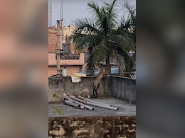 दिल्ली में बुराड़ी के मकान में घुसे तेंदुए को वन विभाग ने पकड़ा, कई लोगों को किया घायल दिल्ली में बुराड़ी के मकान में घुसे तेंदुए को वन विभाग ने पकड़ा, कई लोगों को किया घायल