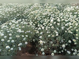 सफेद गेंदे की खेती से मालामाल हो रहे राजस्थान के किसान, भरतपुर में किसानों की बदली तस्वीर सफेद गेंदे की खेती से मालामाल हो रहे राजस्थान के किसान, भरतपुर में किसानों की बदली तस्वीर