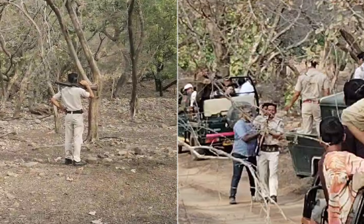 Rajasthan: रणथम्भौर नेशनल पार्क में शराब के नशे में धुत्त होमगार्ड ने टाईगर पर तानी बंदूक