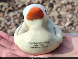 Rubber Duck Released In Ireland Found 644 Km Away After 18 Years Rubber Duck Released In Ireland Found 644 Km Away After 18 Years