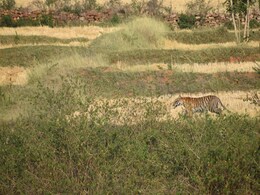 Panna: रिहायशी इलाके में घुसा बाघ, खेत में किया बैल का शिकार, फिर नाले में जा छिपा Panna: रिहायशी इलाके में घुसा बाघ, खेत में किया बैल का शिकार, फिर नाले में जा छिपा