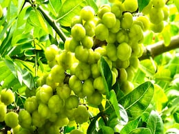 आंवले की तरह दिखने वाले इस फल से मोटापा हो सकता है कम, कमजोर आंख की रोशनी हो सकती है मजबूत आंवले की तरह दिखने वाले इस फल से मोटापा हो सकता है कम, कमजोर आंख की रोशनी हो सकती है मजबूत