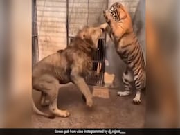 शेर और बाघ के बीच हुई खतरनाक Fight, जंगल के राजा ने दहाड़ते हुए किया वार, ऊपर कूदा टाइगर और फिर... देखिए कौन जीता? शेर और बाघ के बीच हुई खतरनाक Fight, जंगल के राजा ने दहाड़ते हुए किया वार, ऊपर कूदा टाइगर और फिर... देखिए कौन जीता?