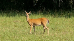 'Zombie Deer Disease' Hits Another US State As 2 White-Tailed Deers Test Positive In Virginia