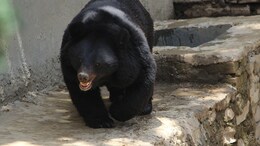 Ice Baths For Bears, Coolers For Chimps To Ward Off Heat In Nandankanan Zoo