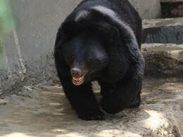 Ice Baths For Bears, Coolers For Chimps To Ward Off Heat In Nandankanan Zoo
