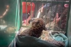 Pilibhit: Forest Officials Rescue Leopard Which Had Strayed Into A Village From The Tiger Reserve Pilibhit: Forest Officials Rescue Leopard Which Had Strayed Into A Village From The Tiger Reserve