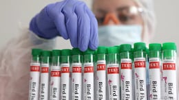 Bird Flu Outbreak In Maharastra's Village: Know Symptoms And Prevention Tips For H5N1 Virus
