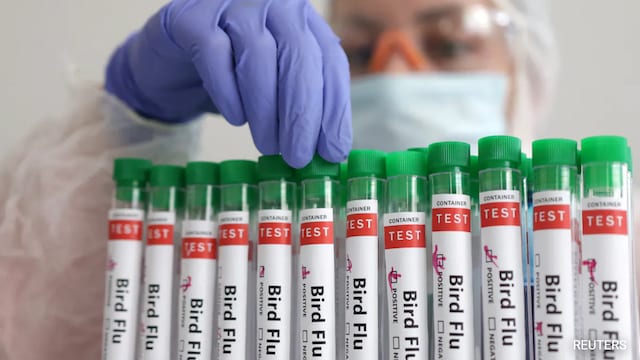Bird flu or avian influenza primarily affects birds