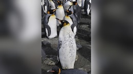 Colonies Of Emperor Penguins Wiped Out Due To Global Warming In 2023: Study