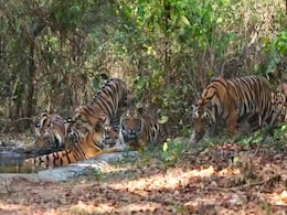 Mandla: पर्यटकों का बन गया हैप्पी संडे, अठखेलियां करते कैमरे में कैद हुए शावक Mandla: पर्यटकों का बन गया हैप्पी संडे, अठखेलियां करते कैमरे में कैद हुए शावक