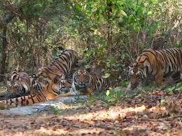 रणथंभौर टाइगर रिजर्व: 25 बाघ लापता, जब बनी जांच कमेटी तो 10 की तत्काल हुई वापसी, प्रशासन पर तेजी से उठ रहें सवाल