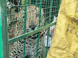 Video: 2 महीने से दे रहे थे चकमा, यूं पिंजरे में फंस गया खूंखार पैंथर, वीडियो हो रहा वायरल Video: 2 महीने से दे रहे थे चकमा, यूं पिंजरे में फंस गया खूंखार पैंथर, वीडियो हो रहा वायरल