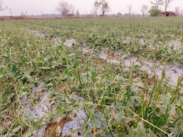 मध्य प्रदेश में 'आसमानी आफत' का कहर, खेतों में लगी लाखों की सब्जियां बर्बाद