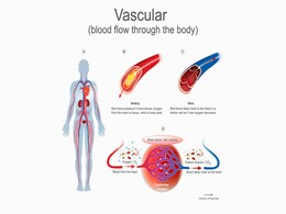 कभी सोचा है शरीर में कैसे बहता है खून? क्या आपको पता है कितनी तरह की होती हैं नसें, जानें आर्टरी, वेन्स और कैपिलरीज का अंतर और इनके काम कभी सोचा है शरीर में कैसे बहता है खून? क्या आपको पता है कितनी तरह की होती हैं नसें, जानें आर्टरी, वेन्स और कैपिलरीज का अंतर और इनके काम