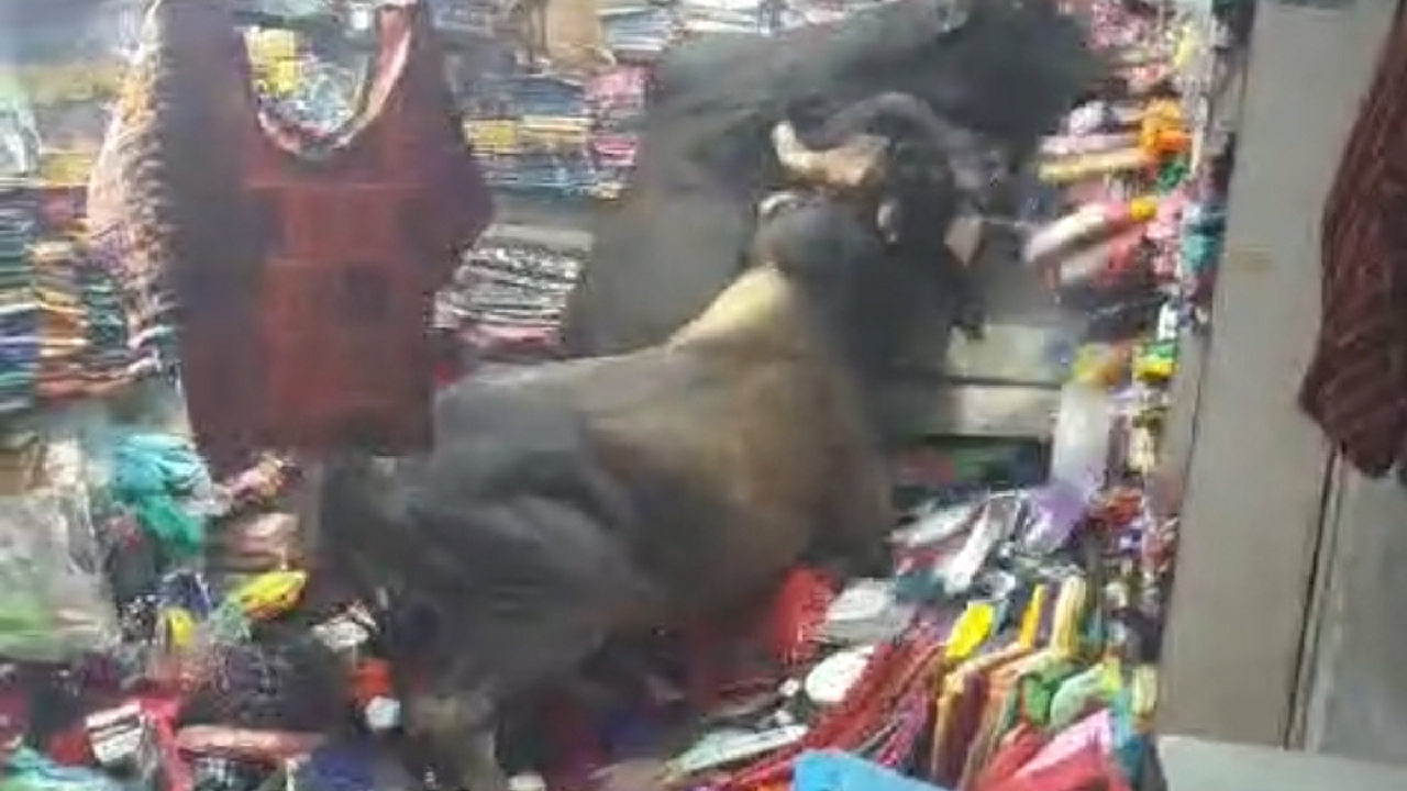 जबलपुर में कपडे़ की दुकान में घुसकर सांडों ने मचाया उत्पात, वीडियो हुआ वायरल