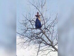 डांस करने के लिए पेड़ पर चढ़ गई महिला, धड़ल्ले से वायरल हो रहा है Video डांस करने के लिए पेड़ पर चढ़ गई महिला, धड़ल्ले से वायरल हो रहा है Video