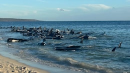 12 Pilot Whales Euthanised After Mass Stranding On Scotland Beach