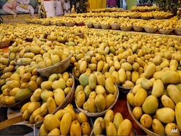 Expect More Mangoes This Year, Despite Heat Waves: Senior Agri Official Expect More Mangoes This Year, Despite Heat Waves: Senior Agri Official