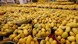 US Rejects 15 Shipments Of Mangoes From India, Cites Documentation Errors
