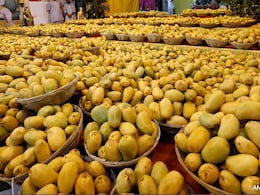 US Rejects 15 Shipments Of Mangoes From India, Cites Documentation Errors US Rejects 15 Shipments Of Mangoes From India, Cites Documentation Errors