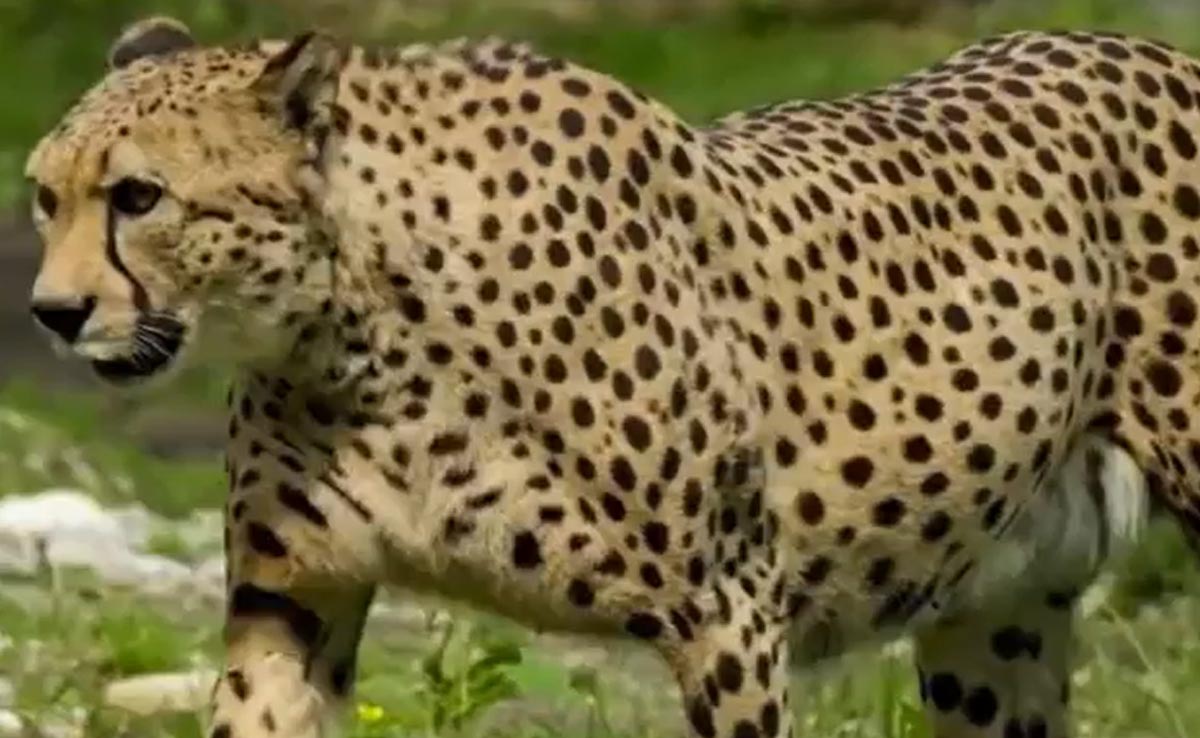 Morena में 'वीरा' चीता का खौफ! डर इतना कि घर से बाहर नहीं निकल रहे ग्रामीण, पिछले चार दिनों में किए दो शिकार