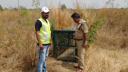 Leopard Spotted Near Hyderabad Airport, Forest Officials Set Up Traps, CCTVs
