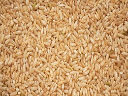 Brown Rice को डाइट में शामिल करने से मिलते हैं ये जबरदस्त फायदे, कहीं चूक तो नहीं रहे हैं आप Brown Rice को डाइट में शामिल करने से मिलते हैं ये जबरदस्त फायदे, कहीं चूक तो नहीं रहे हैं आप