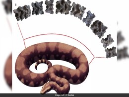 Move Over Titanoboa, Fossil Of "Largest Snake To Have Ever Existed" Found In Gujarat Move Over Titanoboa, Fossil Of "Largest Snake To Have Ever Existed" Found In Gujarat