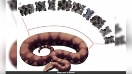 Vasuki Indicus: All About The Longest Snake To Have Ever Lived