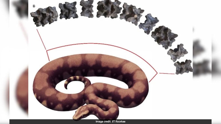 Vasuki Indicus: All About The Longest Snake To Have Ever Lived