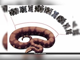 Vasuki Indicus: All About The Longest Snake To Have Ever Lived Vasuki Indicus: All About The Longest Snake To Have Ever Lived
