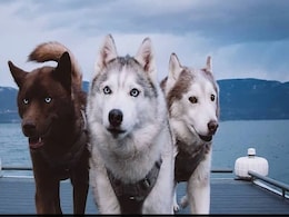 Husky Horde Storms Through Chinese Mall After Daring Escape From Dog Cafe Husky Horde Storms Through Chinese Mall After Daring Escape From Dog Cafe