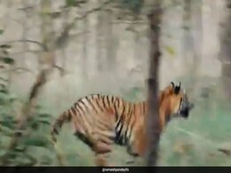 "Real-Life Jungle Book": Video Of Tiger Chasing Sloth Bear Viral "Real-Life Jungle Book": Video Of Tiger Chasing Sloth Bear Viral