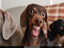दोस्त के पालतू कुत्ते के साथ खेल रही थी महिला, अचानक हमला कर गाल से नोंच लिया मांस दोस्त के पालतू कुत्ते के साथ खेल रही थी महिला, अचानक हमला कर गाल से नोंच लिया मांस