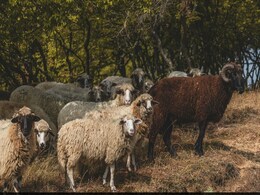 Axe Effect: British Farmers Spray Rams With Deodorant To Prevent Fights Axe Effect: British Farmers Spray Rams With Deodorant To Prevent Fights