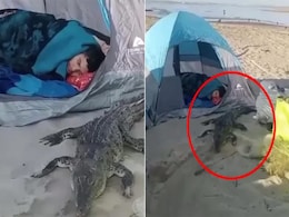 कैंपिंग कर रहे शख्स के बगल में आकर बैठ गया मगरमच्छ, यूजर्स ने पूछा- सिक्योरिटी के क्या बंदोबस्त हैं कैंपिंग कर रहे शख्स के बगल में आकर बैठ गया मगरमच्छ, यूजर्स ने पूछा- सिक्योरिटी के क्या बंदोबस्त हैं