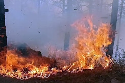 "Strict Action Against The Unruly Who Set Fire In The Forests": CM Dhami "Strict Action Against The Unruly Who Set Fire In The Forests": CM Dhami