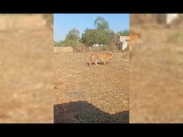 No Loudspeakers, Gatherings In Chhattisgarh Villages After Rare Tiger Spotting No Loudspeakers, Gatherings In Chhattisgarh Villages After Rare Tiger Spotting