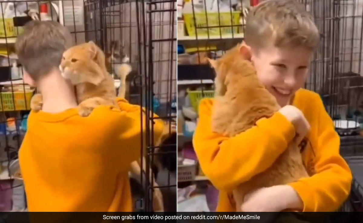 "Cat Chooses You": Video Of Boy's Magical Adoption Trip Goes Viral