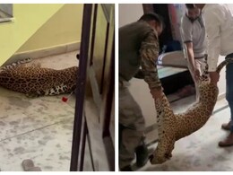 Rajasthan: दिनदहाड़े घर में घुस गया पैंथर, दहशत में नहीं निकली आवाज, 3 घंटे तक कमरे में कैद रहा पूरा परिवार Rajasthan: दिनदहाड़े घर में घुस गया पैंथर, दहशत में नहीं निकली आवाज, 3 घंटे तक कमरे में कैद रहा पूरा परिवार