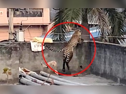 अन्नाचा घास तोंडाजवळ गेला, त्याचवेळी बिबट्या दारात उभा, पुढे जे घडलं ते... अन्नाचा घास तोंडाजवळ गेला, त्याचवेळी बिबट्या दारात उभा, पुढे जे घडलं ते...