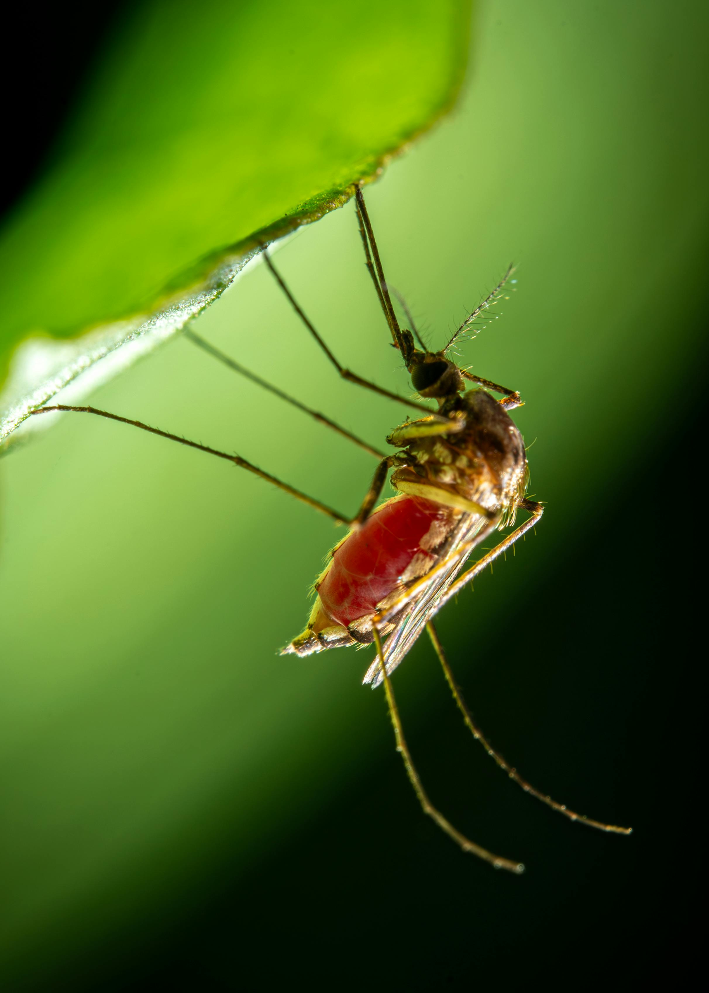 Mosquito Repellent: यूं एक-एक मच्छर मत मारिए... अपनाइए ये आसान ट्रिक्स, परिवार को सुरक्षित बनाइए