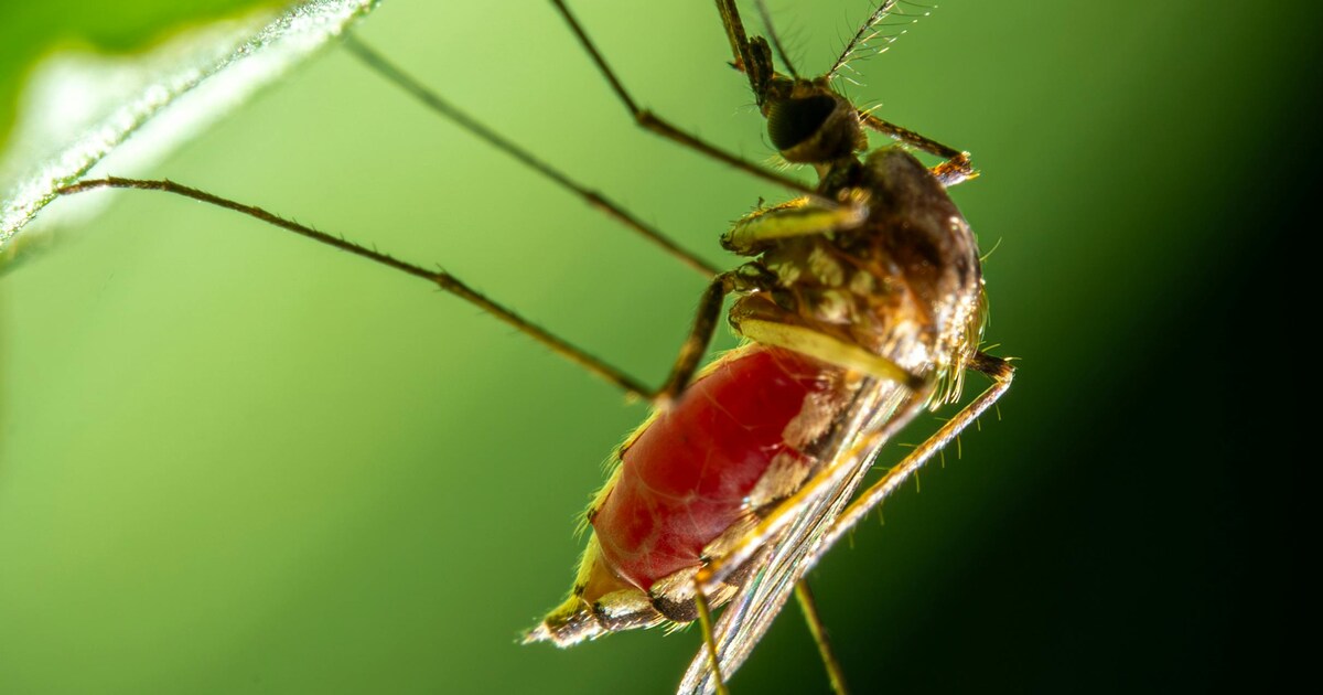 Machhar Insect मच्छरों से तुरंत छुटकारा दिलाती हैं घर की ये 6 चीजें